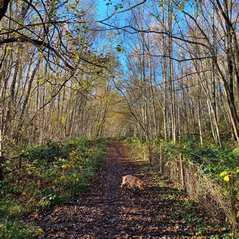 New Nature Reserve Planned for West Wellow in Hampshire 27