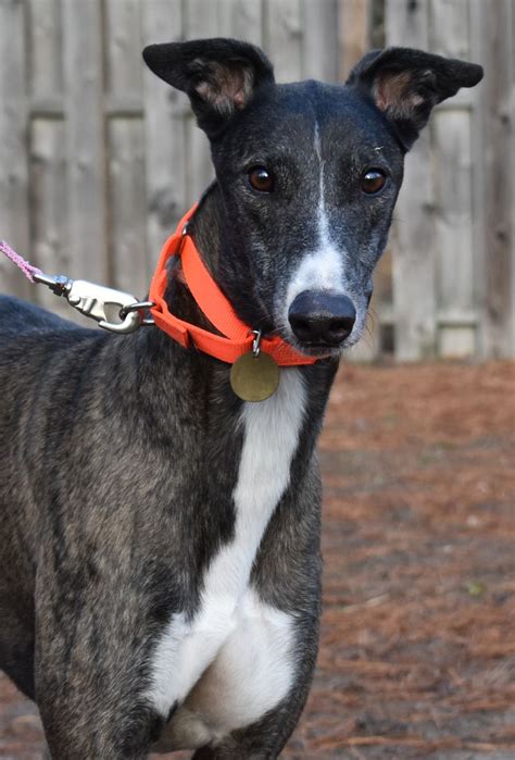 Greyhound dog for Adoption in Cherry Hill, NJ. ADN-483368 on ...