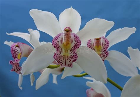 Phalaenopsis Orchid Blooming in a Greenhouse, Close-up Stock Photo - Image of hybridorchid ...