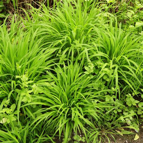 false brome brachypodium sylvaticum