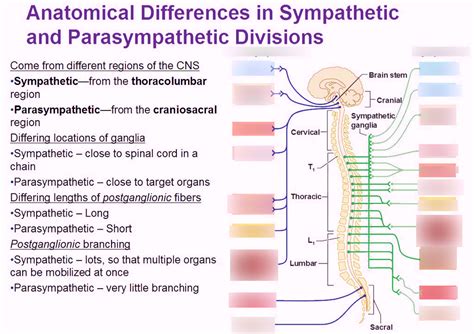 Sympathetic Vs Parasympathetic Chart