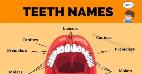 Teeth Names: 4 Different Types of Human Teeth and their Functions - Love English