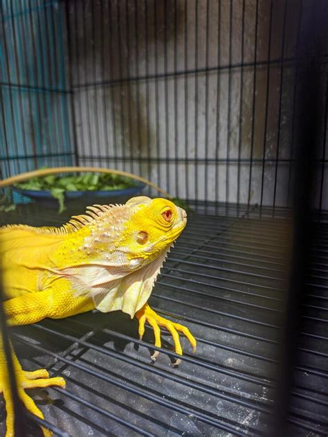 close up of iguana inside cage 41441604 Stock Photo at Vecteezy