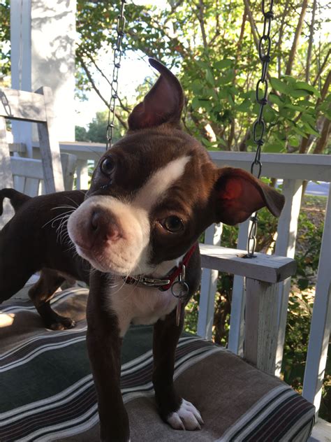 Boomer the Seal Boston Terrier