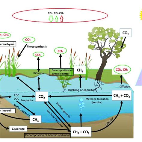 Schematic Diagram Of Wetland Emission Transport And Pathways