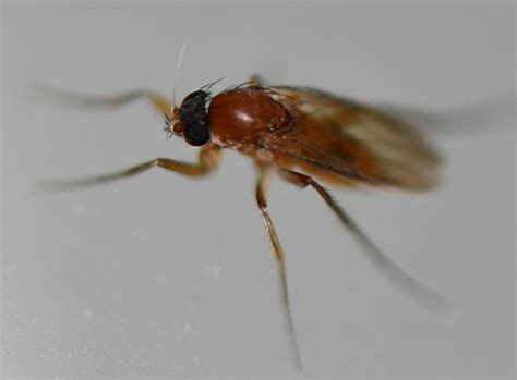 R F Insecta Diptera Phoridae Megaselia Sp