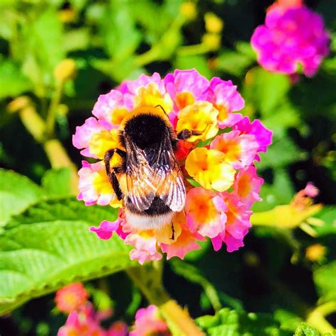 Tipos De Abejorros En Florida