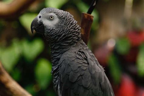 Outdoor Parrot Aviary - The Truth About Outdoor Parrot Aviaries