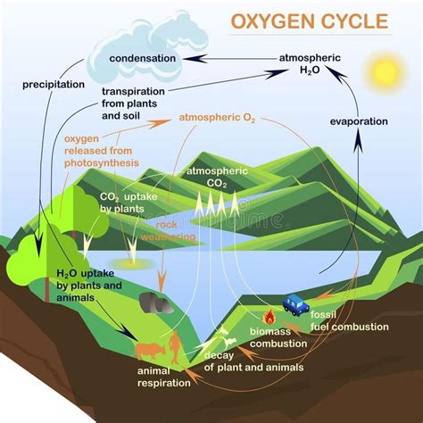 Oxygen Cycle Steps And Facts Gifographic For Kids Mocomi - Riset