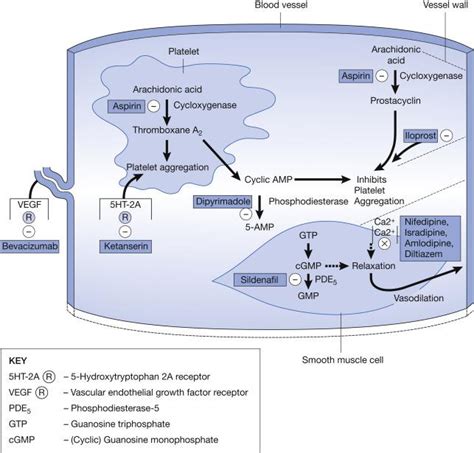 Vasoactive And Antiplatelet Agents Clinical Tree