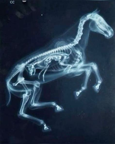 pin  catalina gajardo  imagen xray art animals  ray