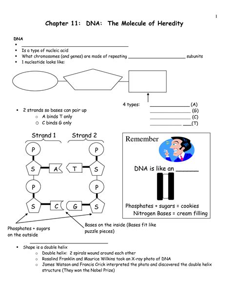 The Molecule Of Heredity Worksheets