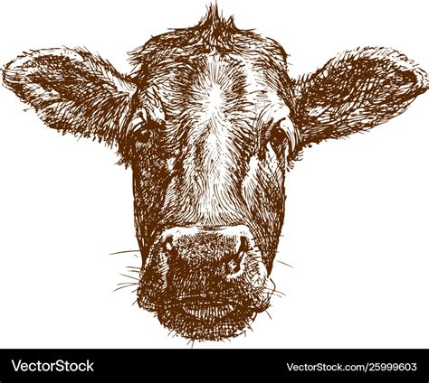 Cow face Royalty Free Vector Image - VectorStock