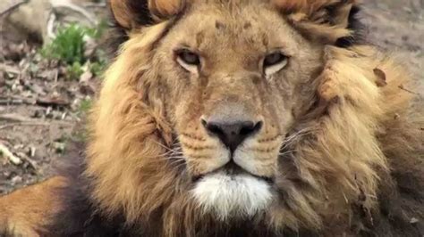 See Lions In The Wild On An African Safari Africa Ecotourism Youtube