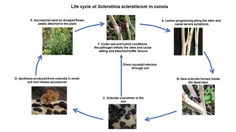 Sclerotinia Stem Rot In Canola