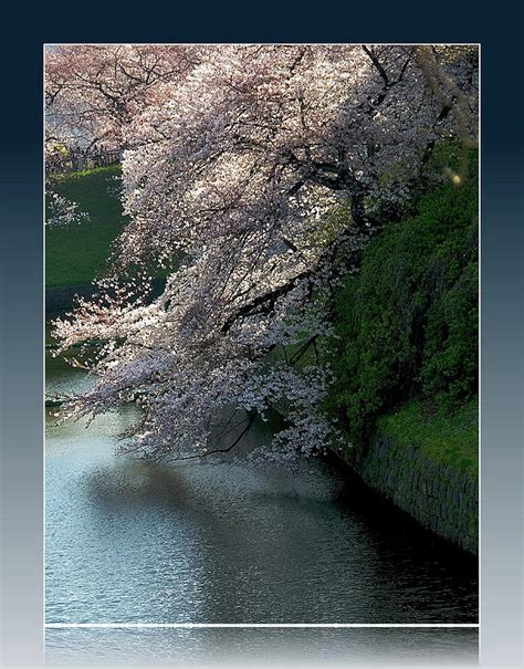 Cherry Blossoms On River by I Love Photo And Apple.