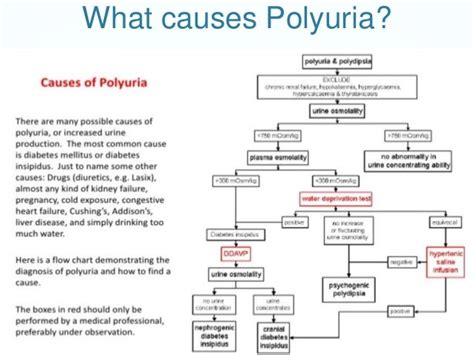 In Diabetes Mellitus Why Does Polyuria Occur Help Health