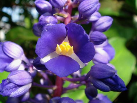 Caracter Sticas E Cultivo Da Cana De Macaco Dichorisandra Thyrsiflora