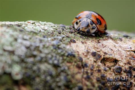 Ten Spot Ladybird Photograph By Heath Mcdonald Science Photo Library