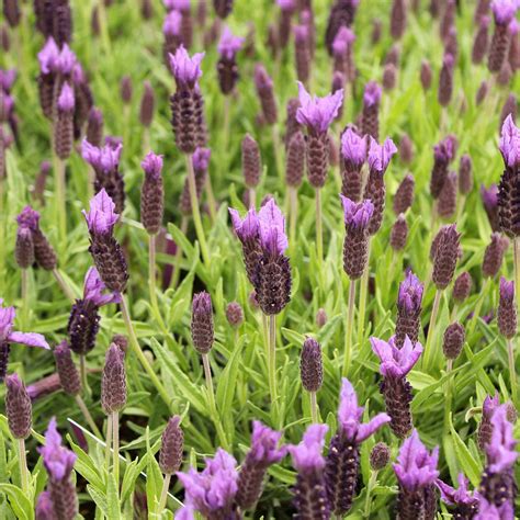 French Lavender Plants | Lavandula stoechas | Hedges Direct