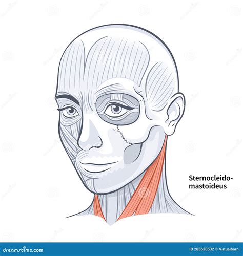 Woman Face Anatomy Sternocleidomastoideus Neck Muscle Vector ...