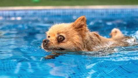 Can Dogs Swim In Pools