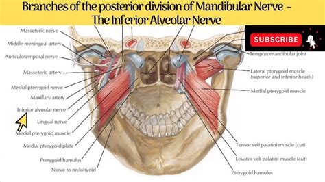 Auriculotemporal Nerve And Middle Meningeal Artery