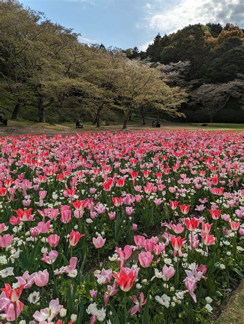 Flower Bloom Shizuoka Hamamatsu Japan Spring Stock Photo Image Of