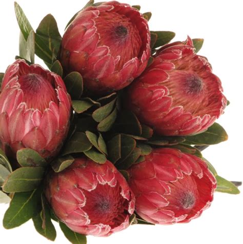 Protea Rot Ice 60cm Bangsia Und Protea Heyl Blumengroßhandel