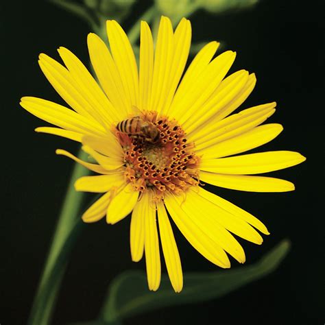 Silphium Integrifolium Rosinweed