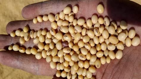 Soybean Price महाराष्ट्र में Msp से नीचे आया सोयाबीन का दाम अब क्या करेंगे क‍िसान Soybean