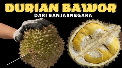 unboxing durian bawor  banjarnegara durian durianbawor masduren
