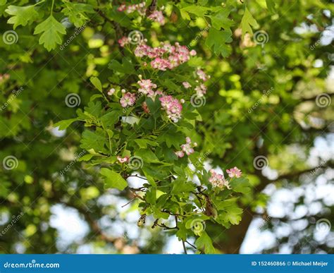 Pink Flower Of Midland Hawthorn English Hawthorn Crataegus Laevigata