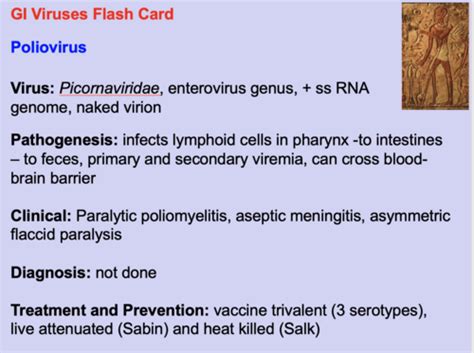 gi viruses flashcards flashcards quizlet
