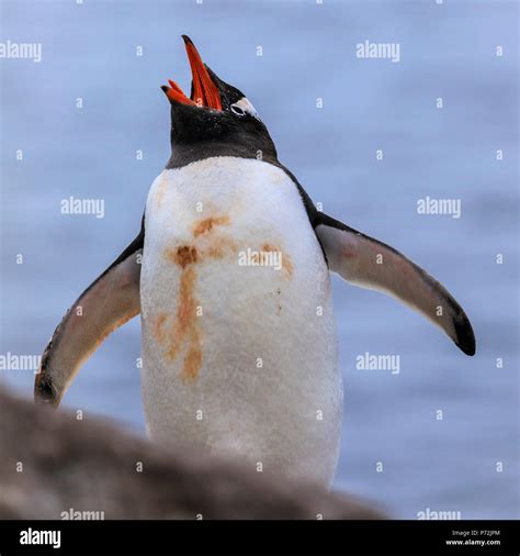 Penguin tongue hi-res stock photography and images - Alamy