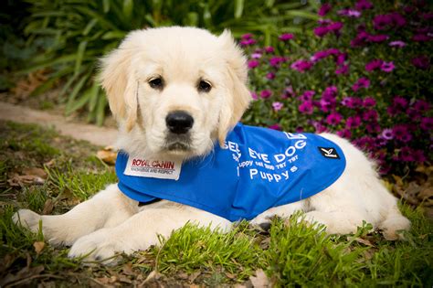 Become A Seeing Eye Dogs Puppy Carer Australian Dog Lover