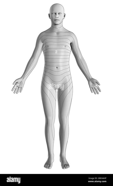 Illustration Dermatomes Nerves Hi Res Stock Photography And Images Alamy