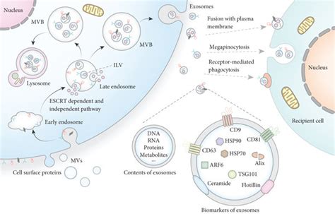 Biogenesis Secretion And Uptake Of Exosomes Exosome Is A Subset Of