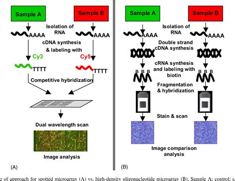 Figure 1 From Dna Microarray Technology In Nutraceutical And Food Safety Semantic Scholar