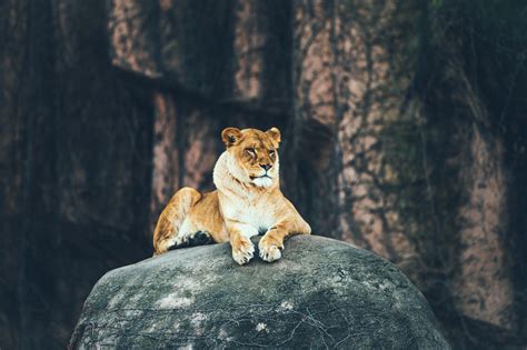 Wallpaper 4094x2730 Px Animals Lion Rock 4094x2730 4kwallpaper