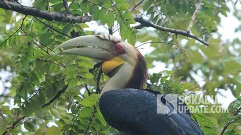 julang emas mati ditembak burung ikon geopark ciletuh sukabumi