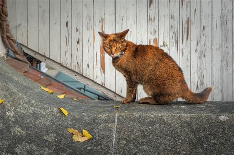 The Rulers Of The Ancient World Egyptian Cat Breeds