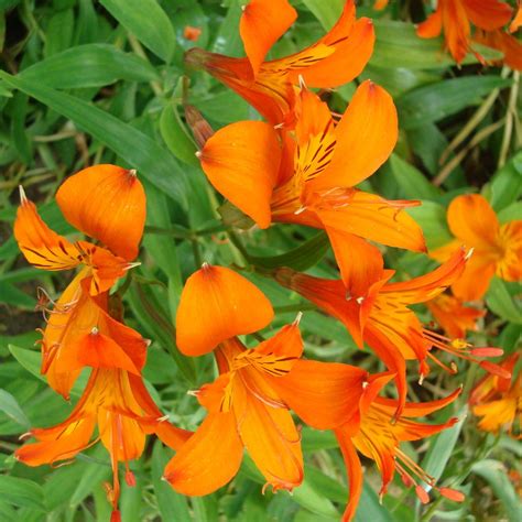 Lily Of The Incas Orange Delight Alstroemeria Orange Delight