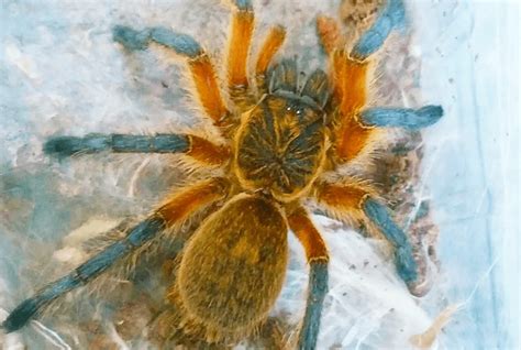 Harpactira Pulchripes Golden Blue Leg Baboon Care Sheet Keeping