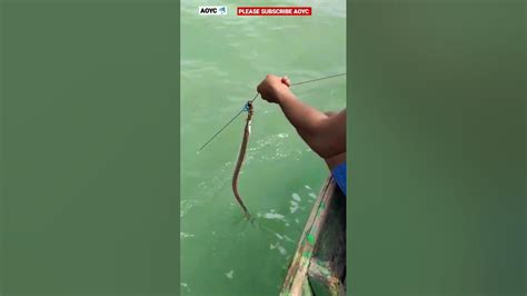 Watch Eyre Fishing Live From The River নদী থেকে আইর মাছ ধরা দেখুন