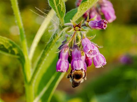 Comfrey Planting Care And Uses For Garden Kitchen And Health