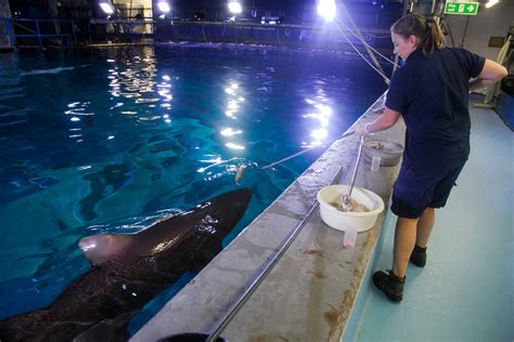 Volunteering & Work Experience - National Marine Aquarium