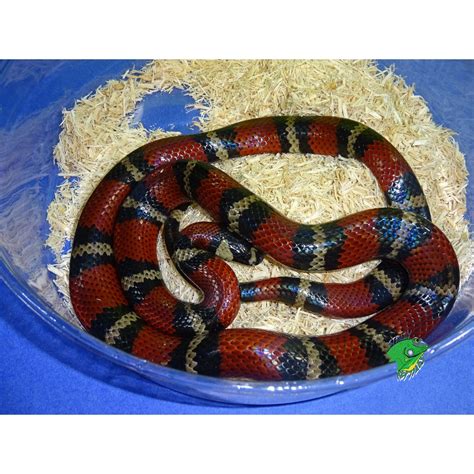 Honduran Milk Snake - adult - Strictly Reptiles Inc.