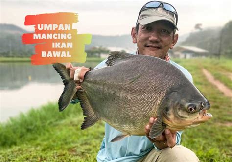 Umpan Ikan Bawal Malam Hari Homecare24