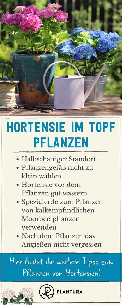 Hortensien Pflanzen Standort Zeitpunkt Nachbarpflanzen Pflanzen